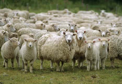 sheep-whispering